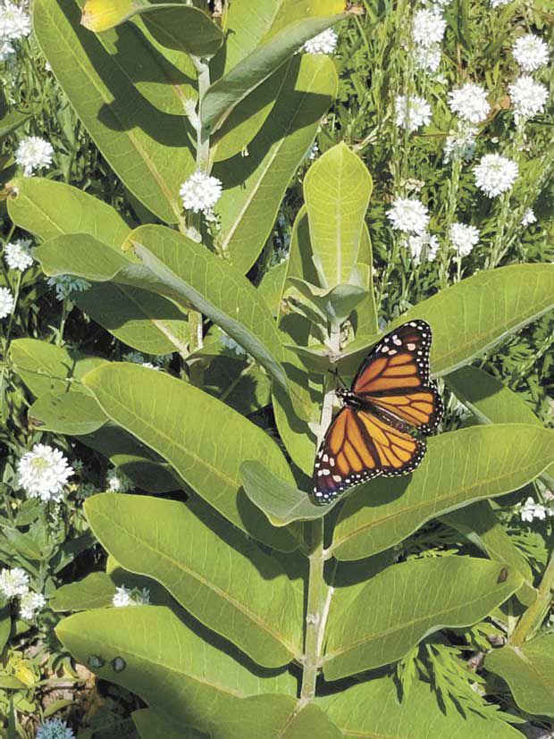 NOHOA-Pollinator-Friendly_Photo4.jpg